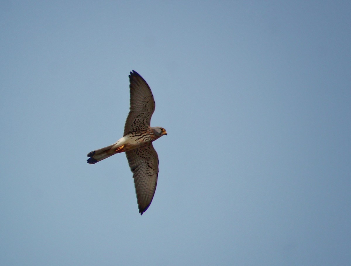 Lesser Kestrel - Santonab Chakraborty