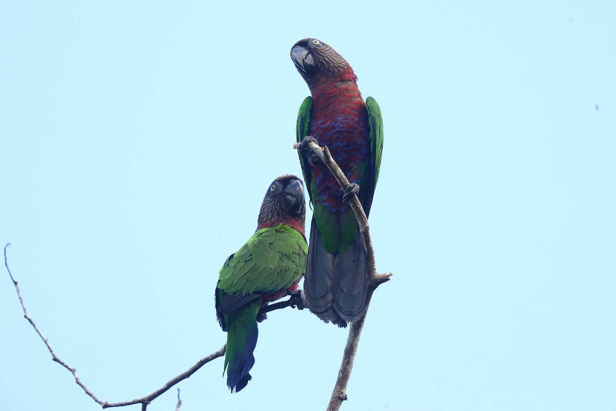 Red-fan Parrot - ML613308791