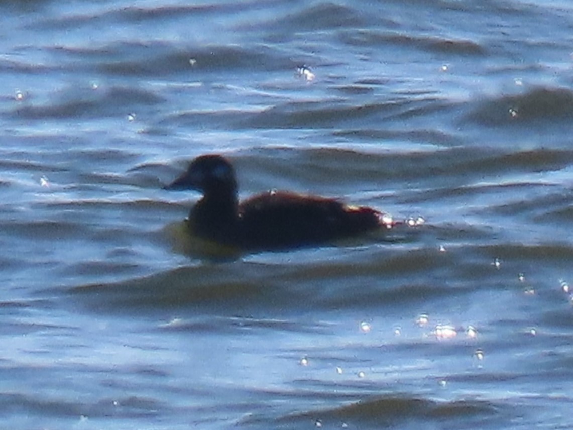 White-winged Scoter - ML613308825