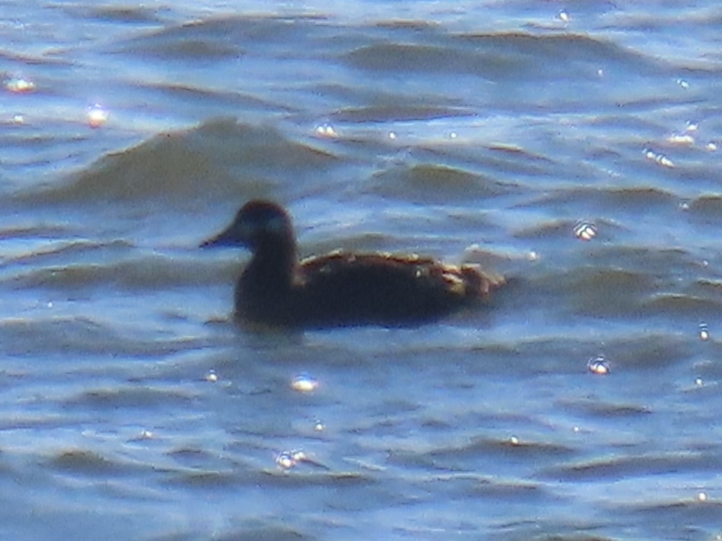 White-winged Scoter - ML613308828