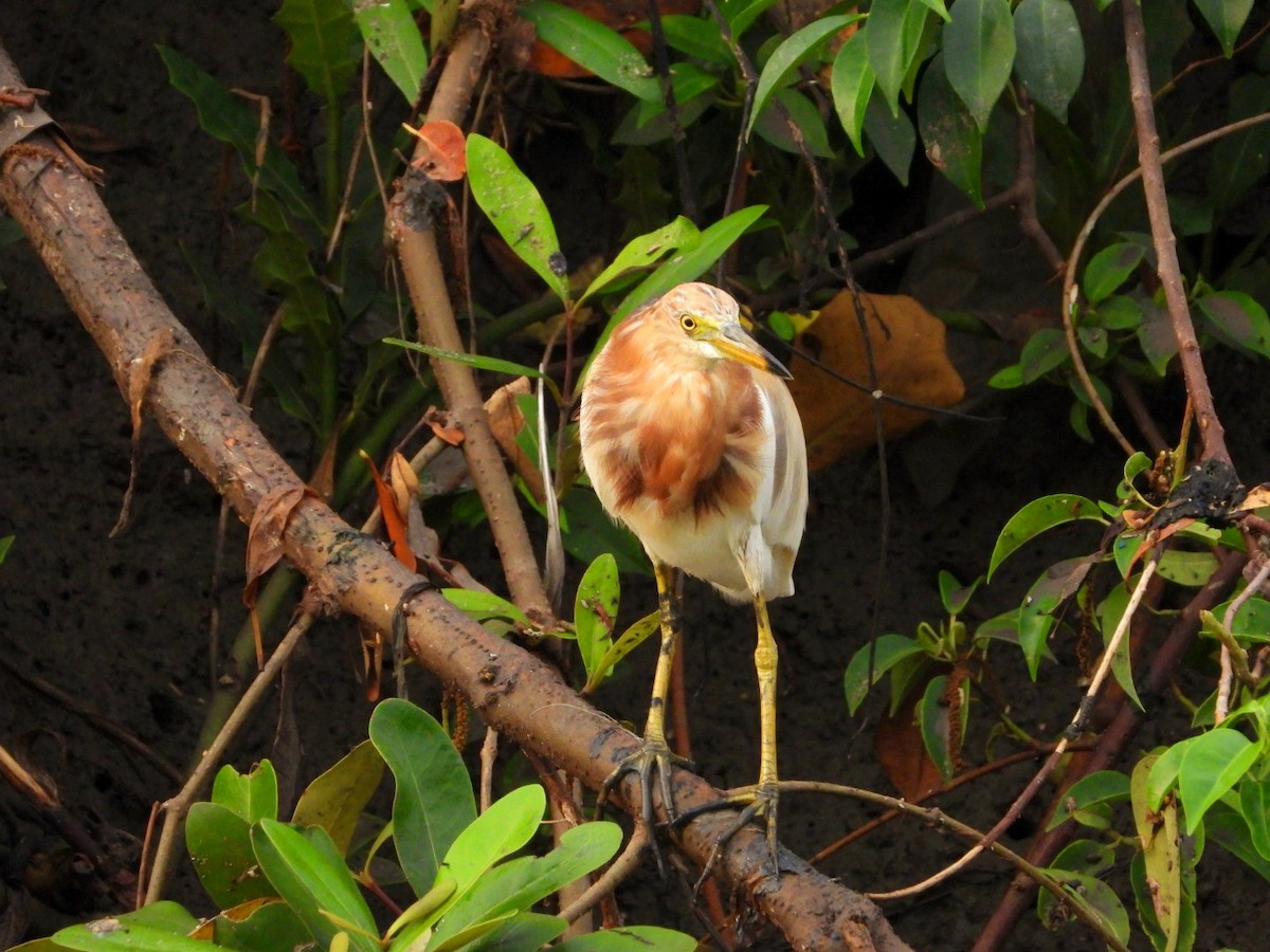 Javan Pond-Heron - ML613308860