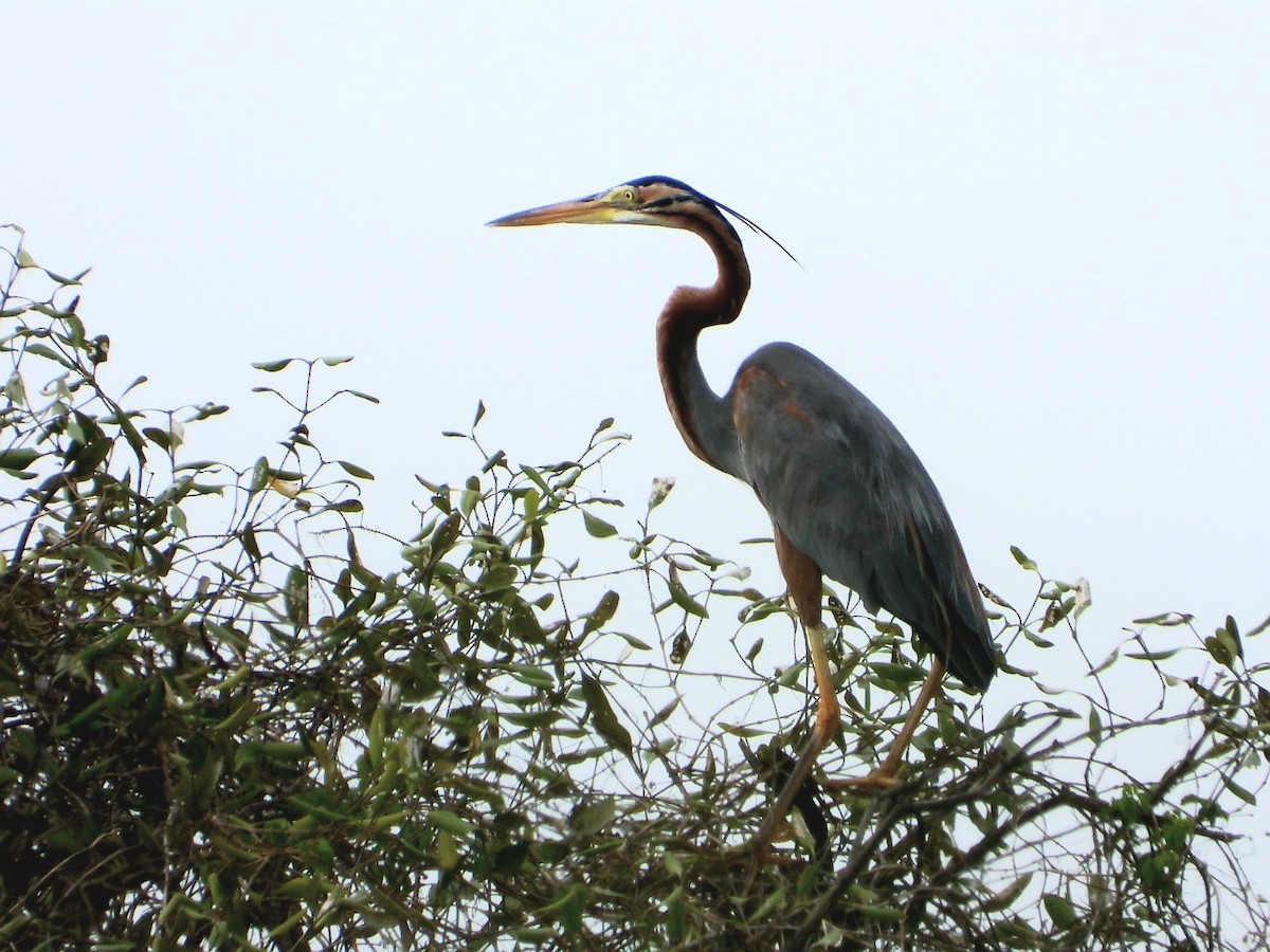 Purple Heron - Radityo Pradipta