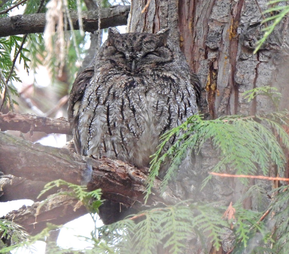 Western Screech-Owl - ML613308882