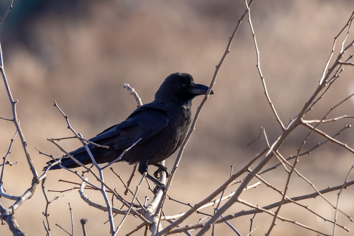 Large-billed Crow - ML613308921
