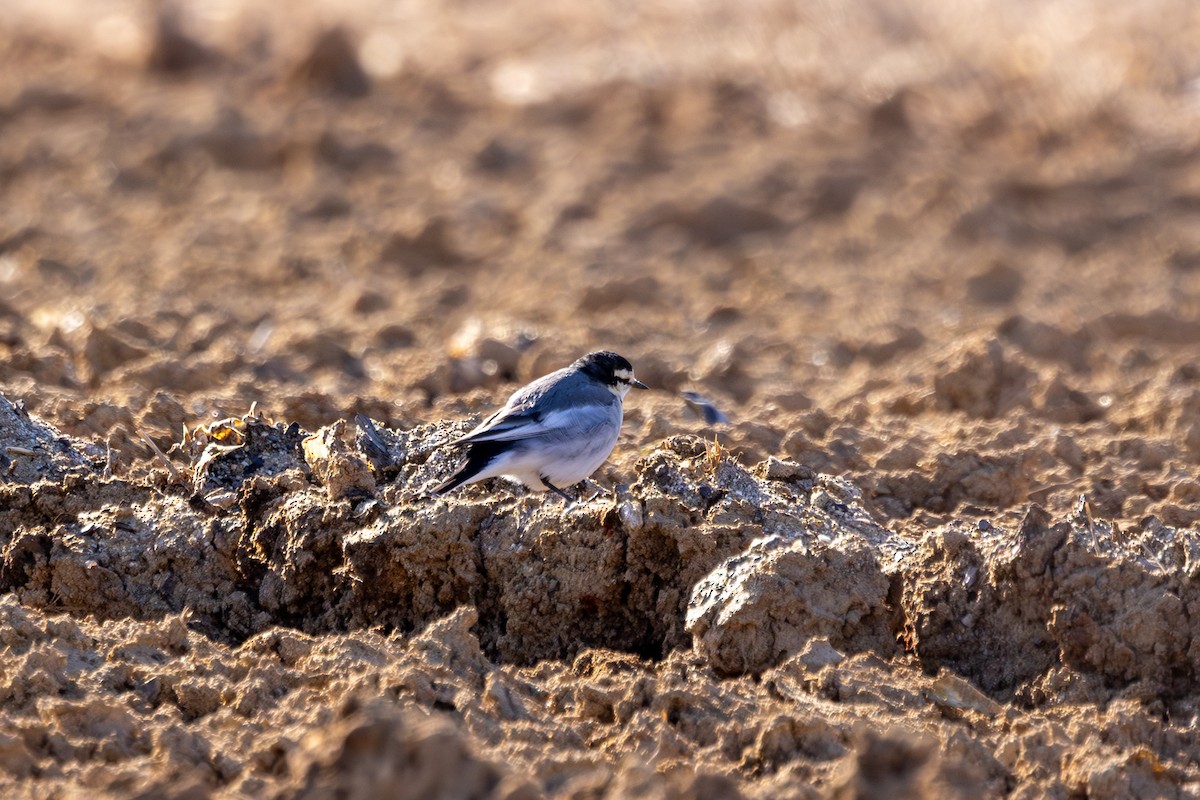 White Wagtail (Black-backed) - ML613308926