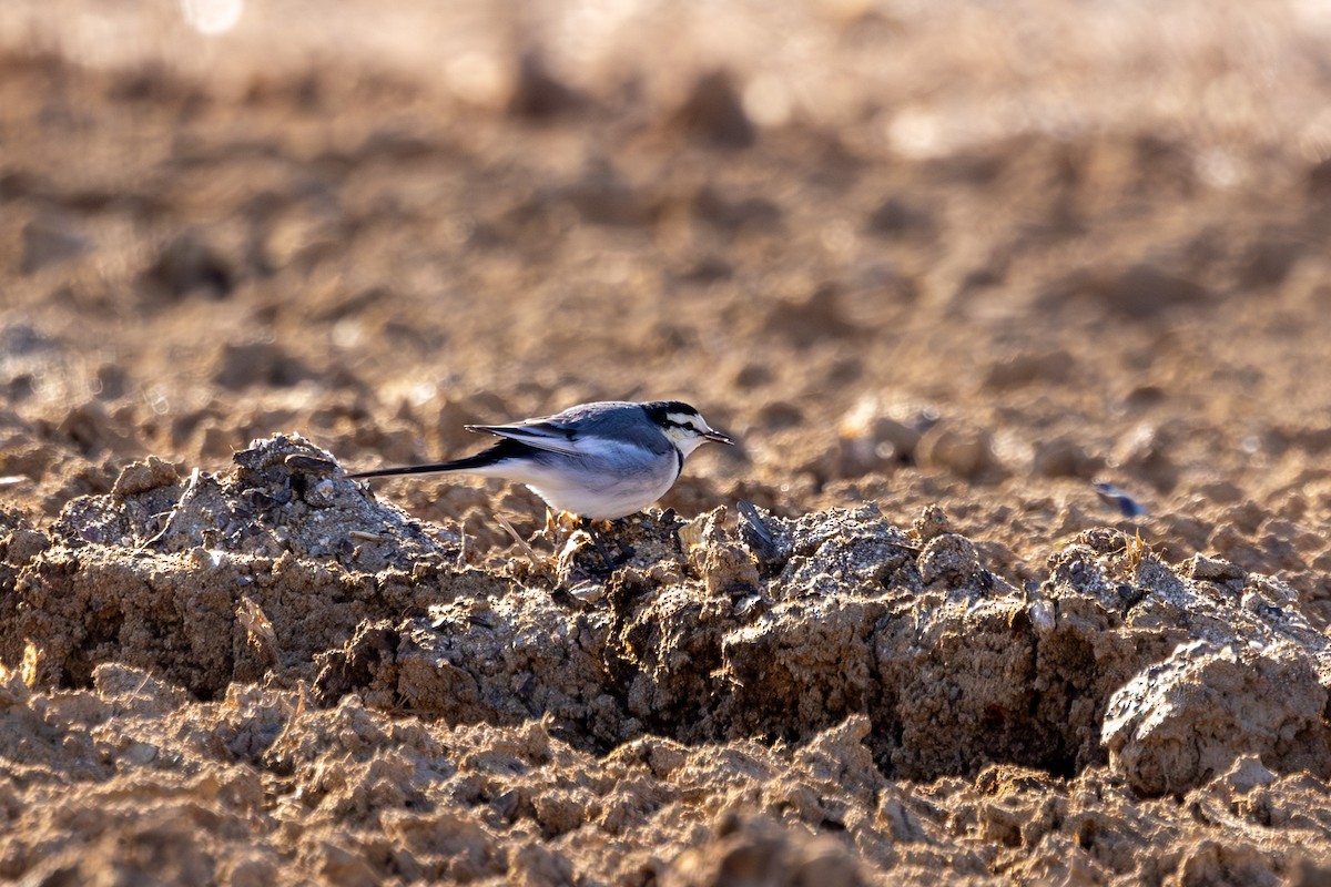 White Wagtail (Black-backed) - ML613308927