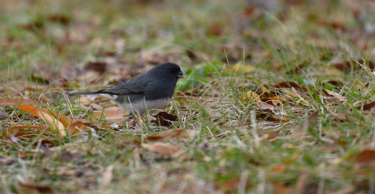 Dark-eyed Junco - Dan Rauch