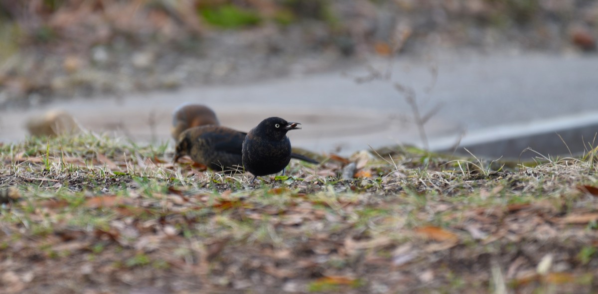 Rusty Blackbird - Dan Rauch