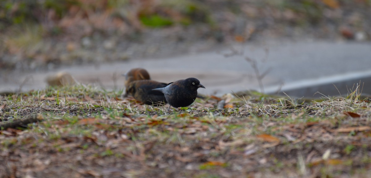 Rusty Blackbird - Dan Rauch