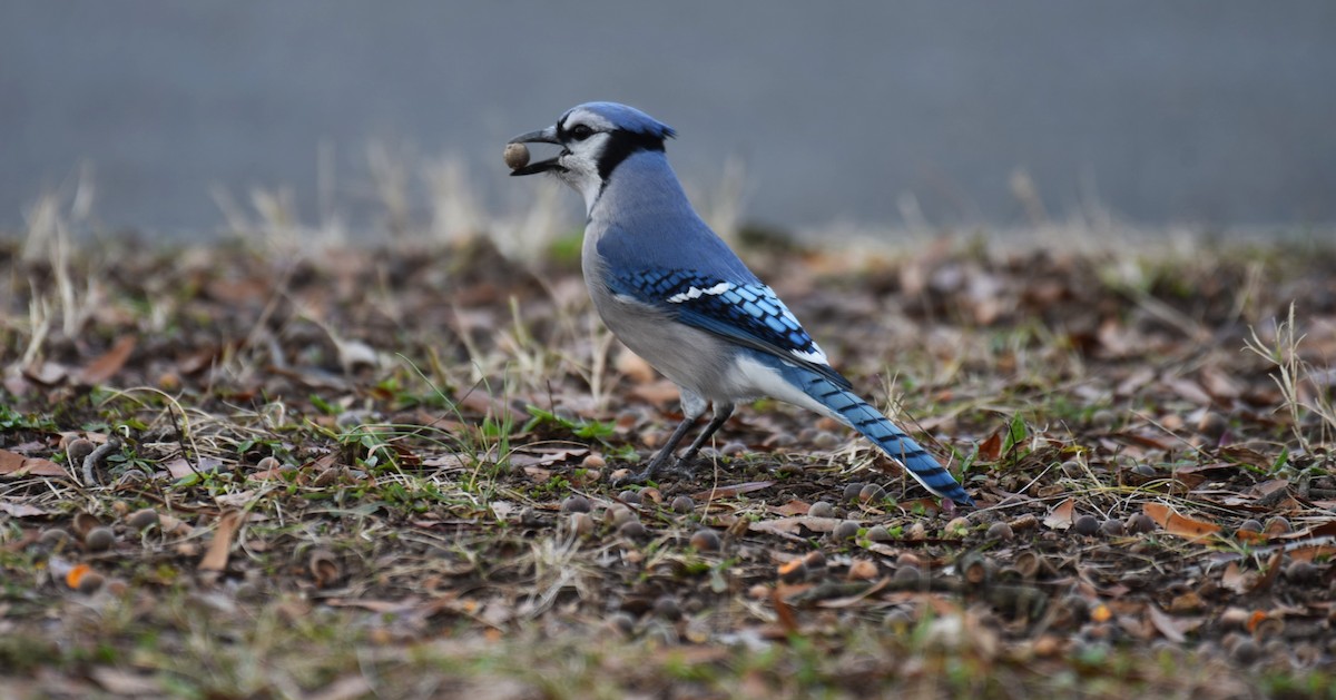 Blue Jay - Dan Rauch