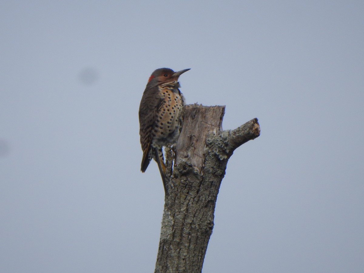 Northern Flicker (Yellow-shafted) - ML613308941