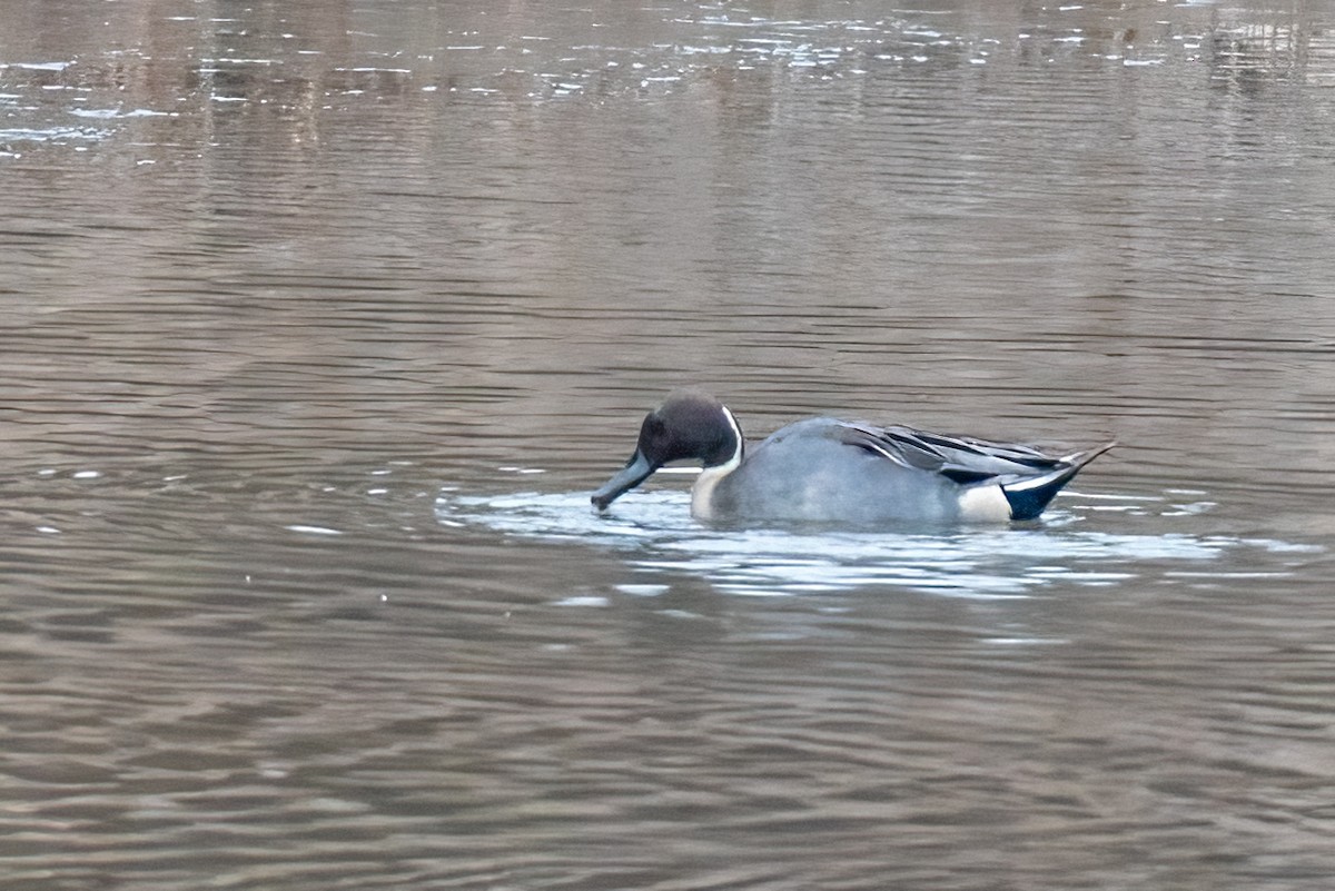 Northern Pintail - Kayann Cassidy