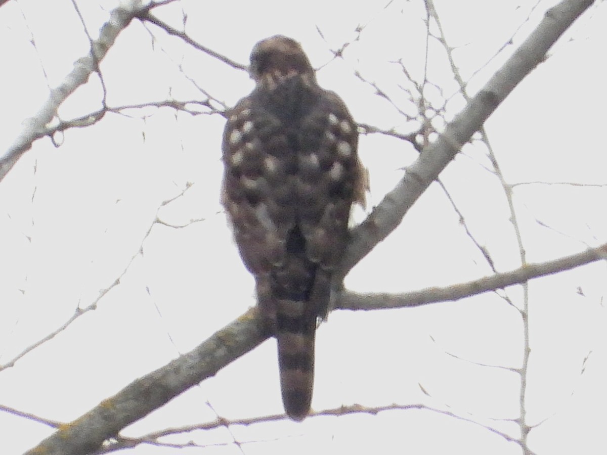 Eurasian Sparrowhawk - ML613309029