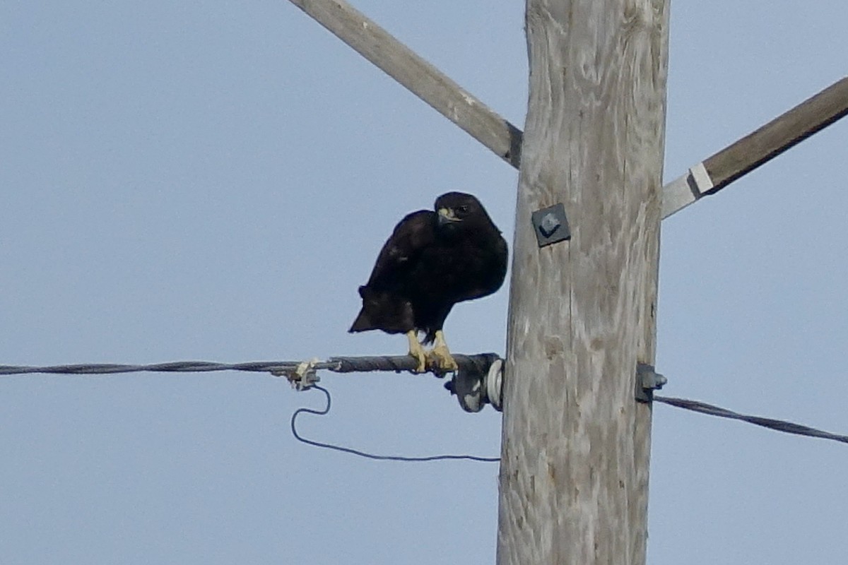 Red-tailed Hawk (calurus/alascensis) - ML613309038