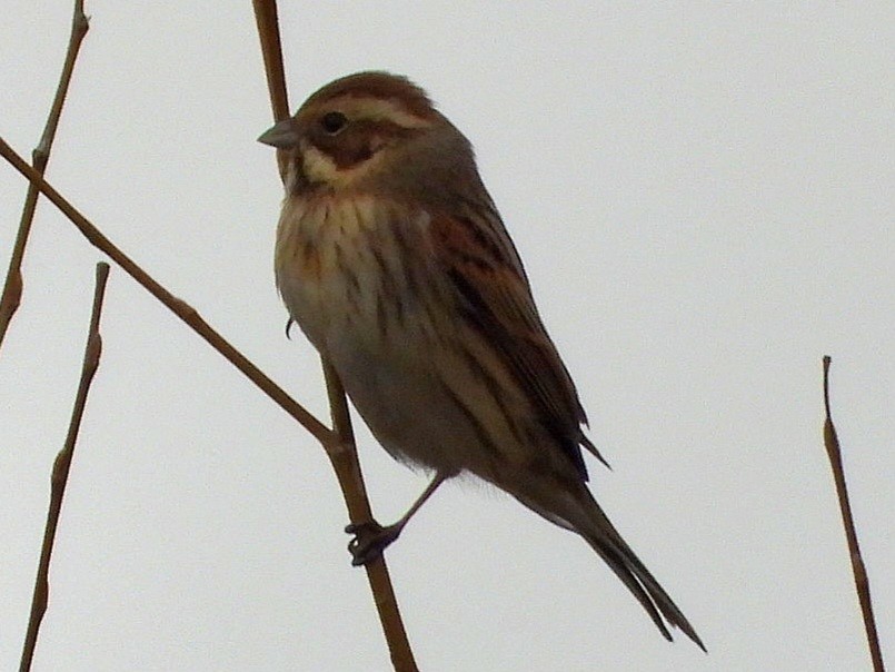 Reed Bunting - ML613309046