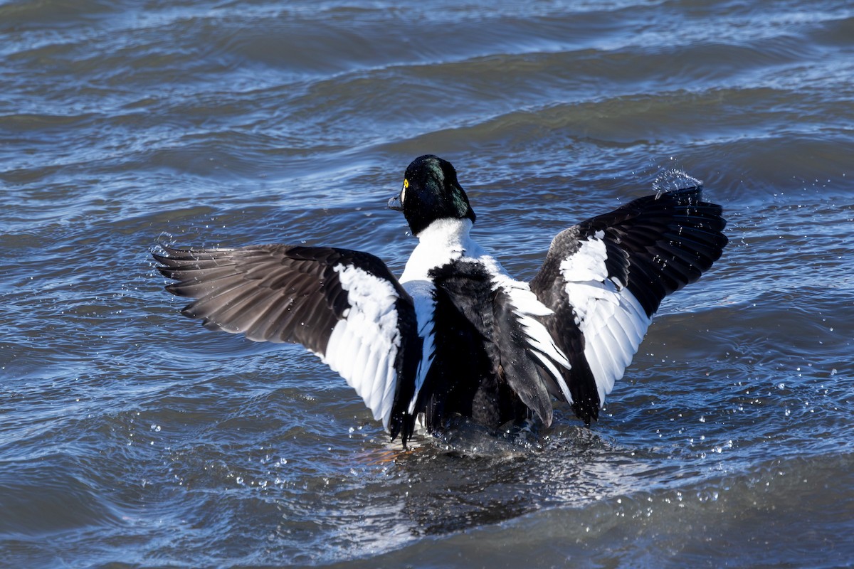 Common Goldeneye - ML613309085