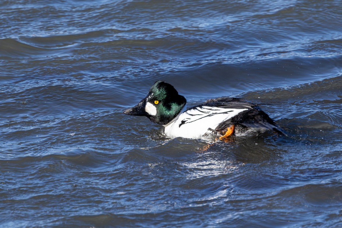 Common Goldeneye - ML613309087