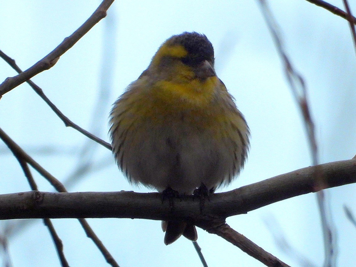 Eurasian Siskin - ML613309090