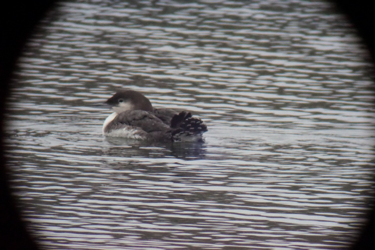 Common Loon - ML613309122