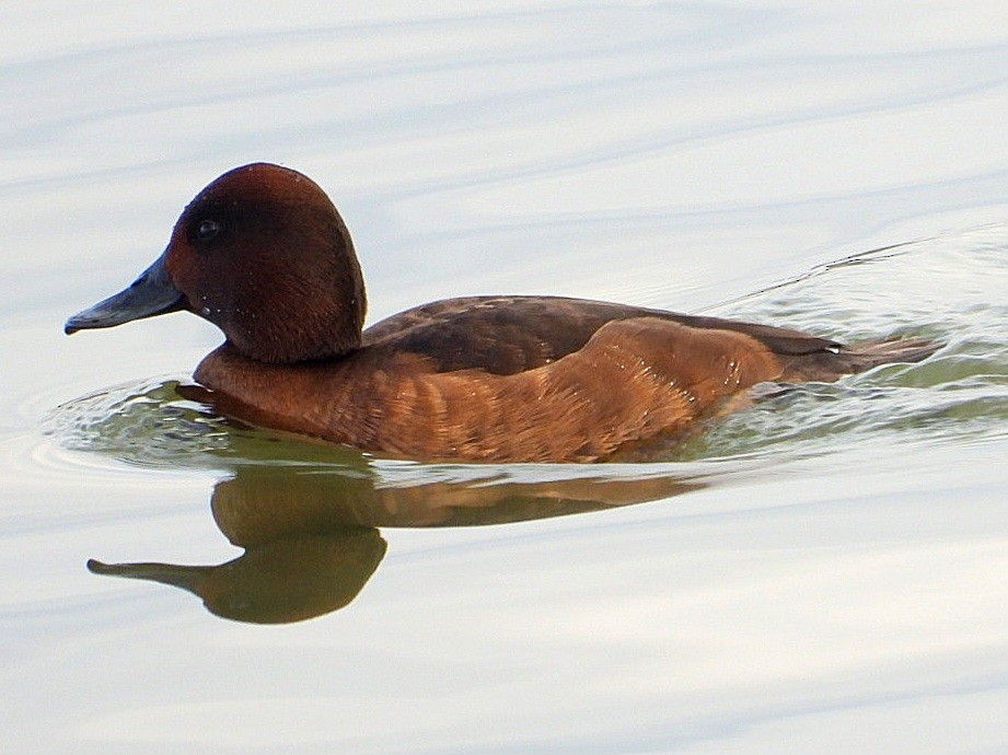 Ferruginous Duck - ML613309151