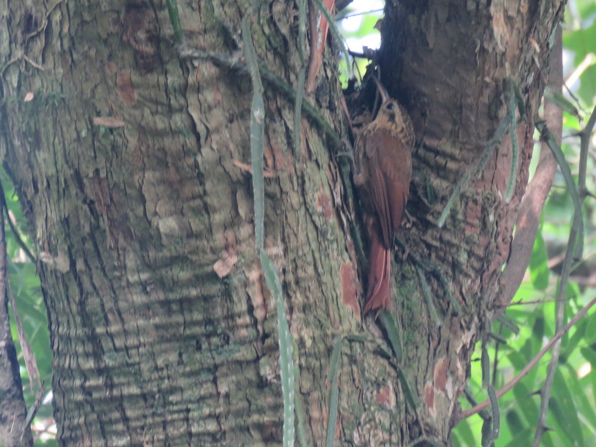 Lesser Woodcreeper - Diego Carús