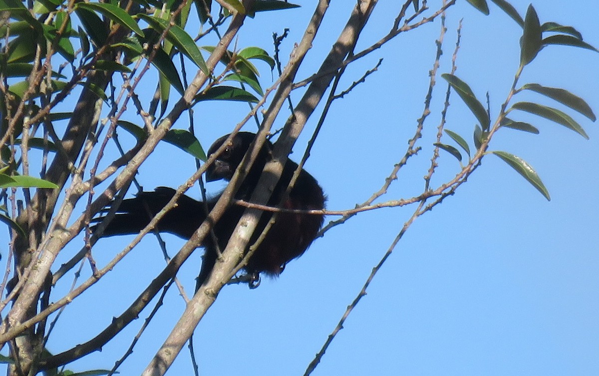 Chestnut-bellied Seed-Finch - ML613309183