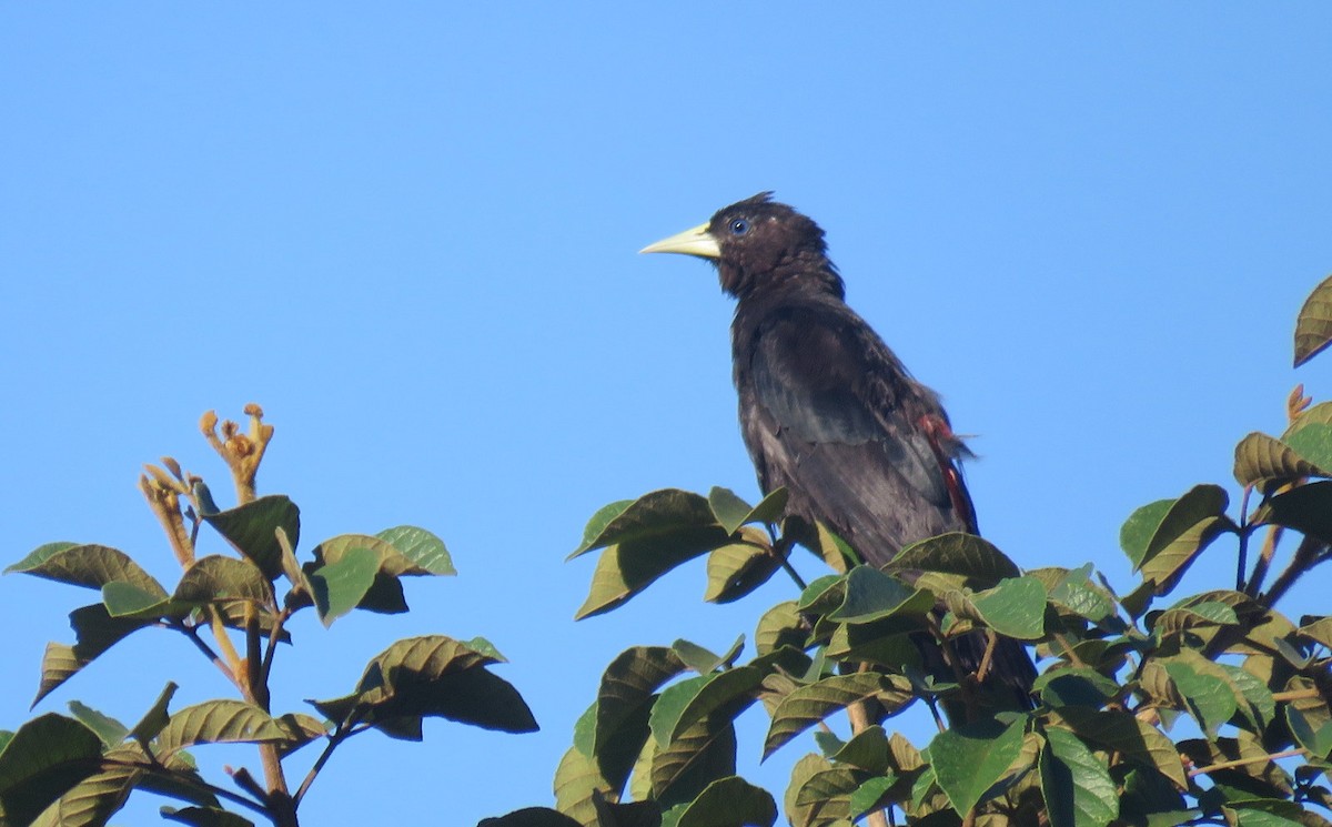 Red-rumped Cacique - ML613309191