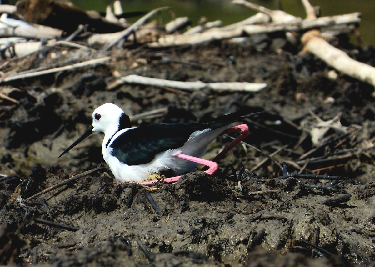 Pied Stilt - ML613309247