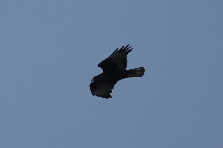 Red-tailed Hawk (calurus/alascensis) - ML613309270