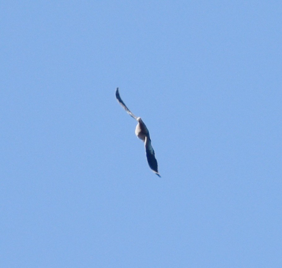 Полосатохвостый голубь - ML613309300