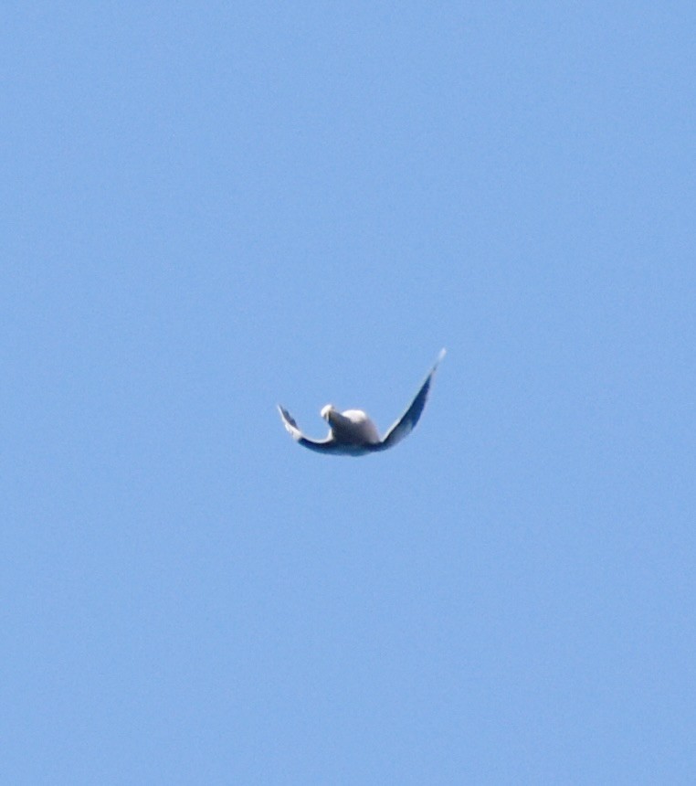 Полосатохвостый голубь - ML613309301