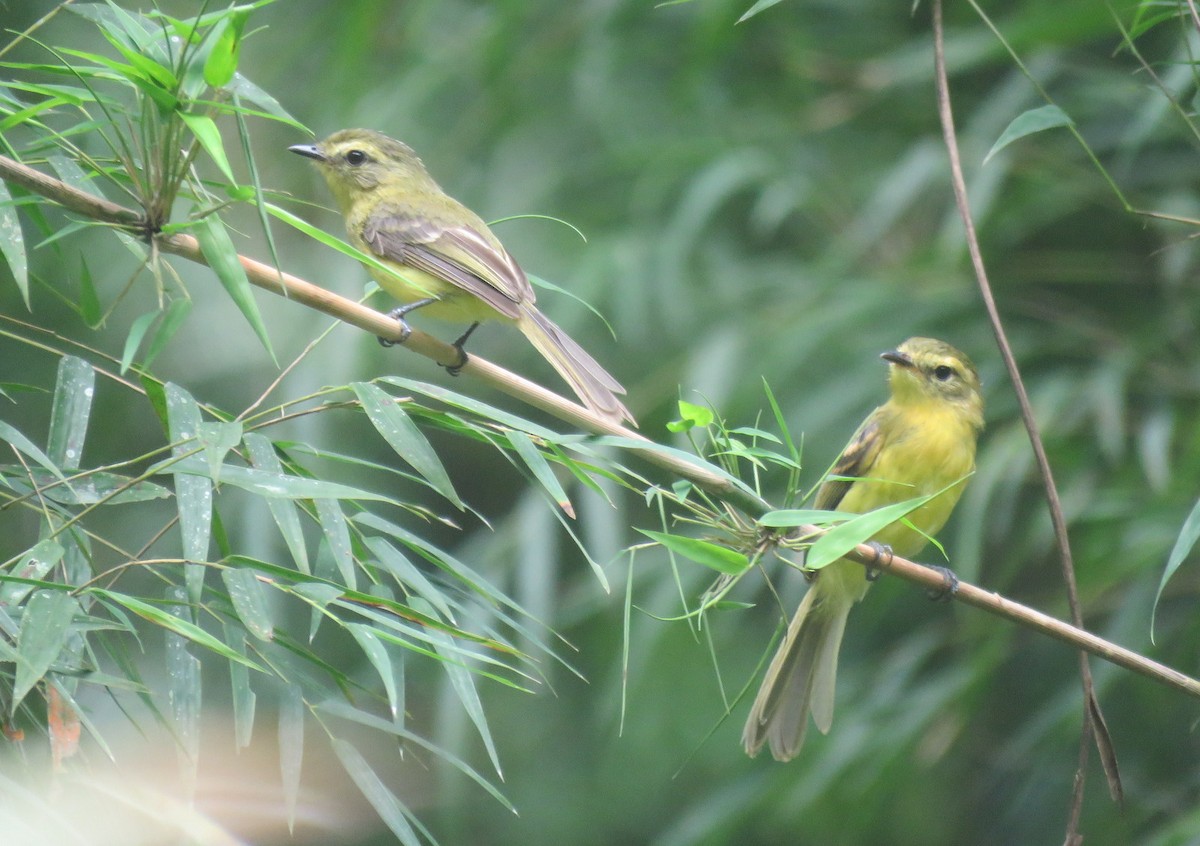 Yellow Tyrannulet - Diego Carús