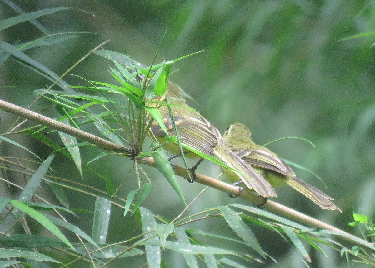 Yellow Tyrannulet - ML613309399