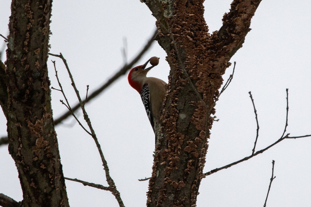 Red-bellied Woodpecker - ML613309465