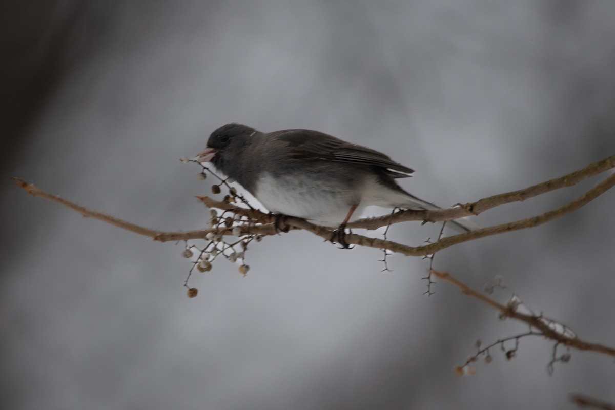 Dark-eyed Junco - ML613309485