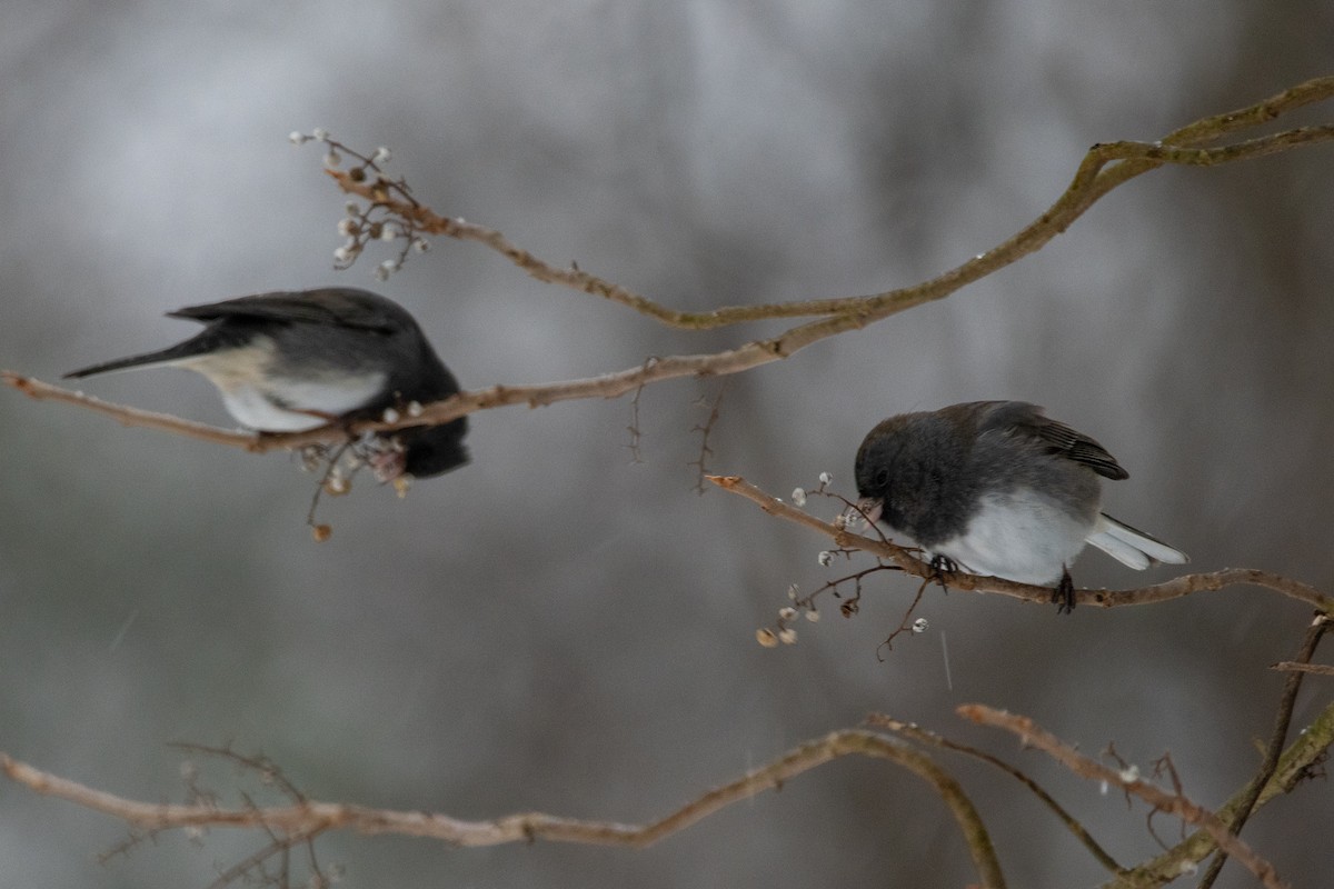 Dark-eyed Junco - ML613309486