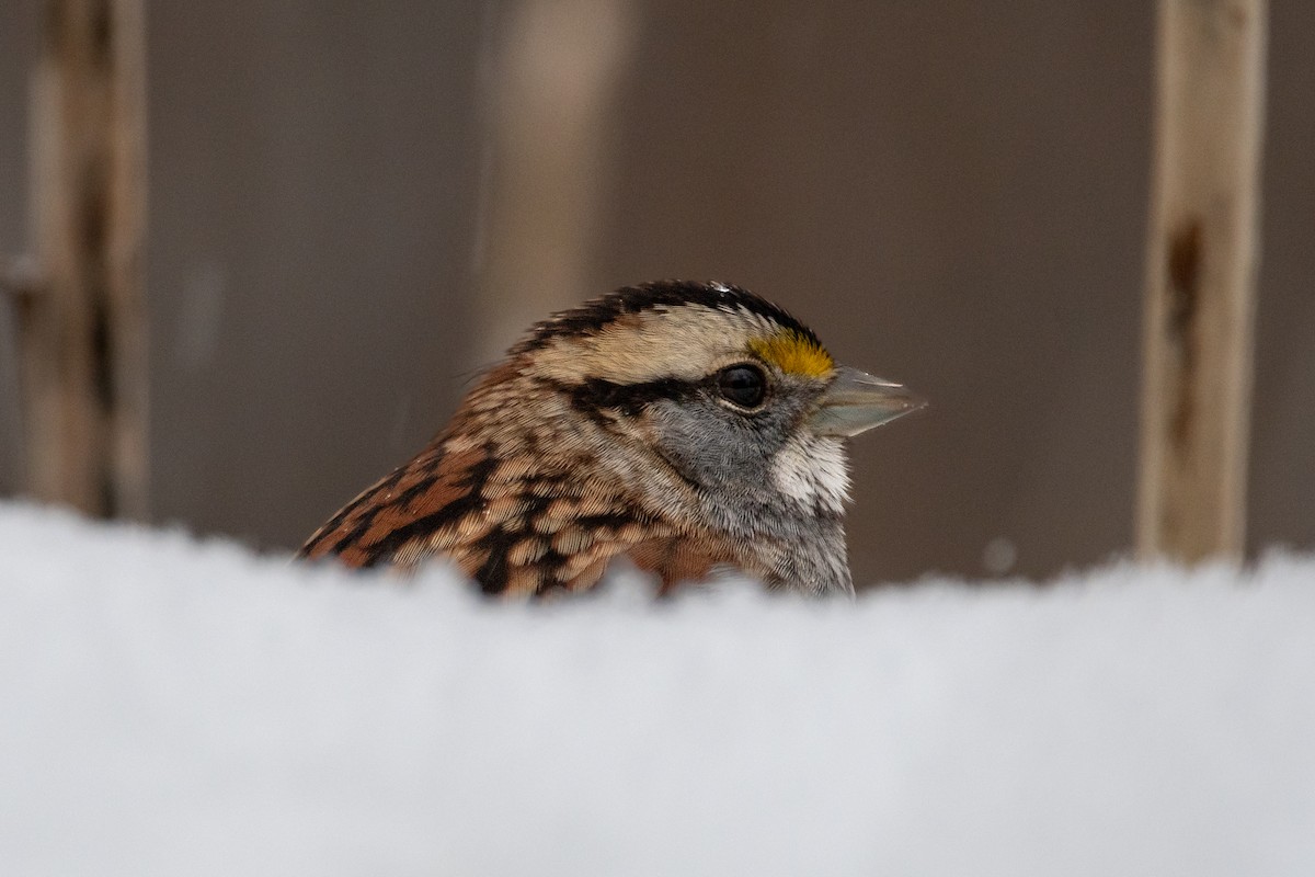 White-throated Sparrow - ML613309494
