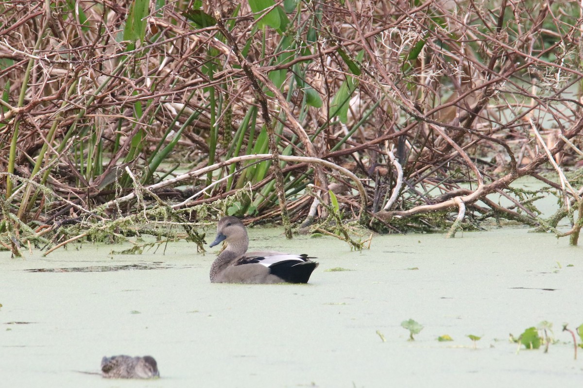 kopřivka obecná - ML613309561