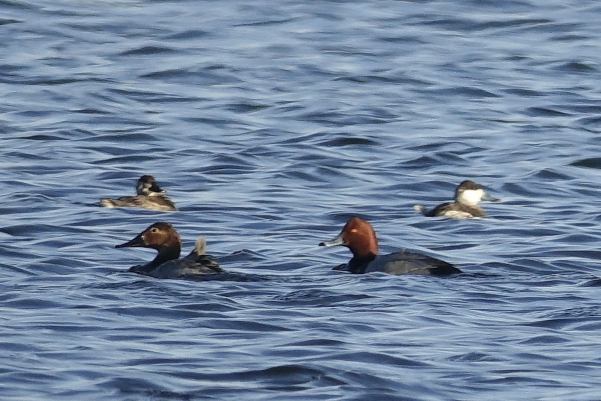 Canvasback - ML613309565