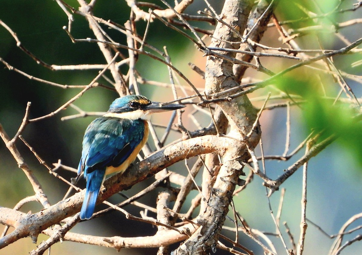 Sacred Kingfisher - ML613309568