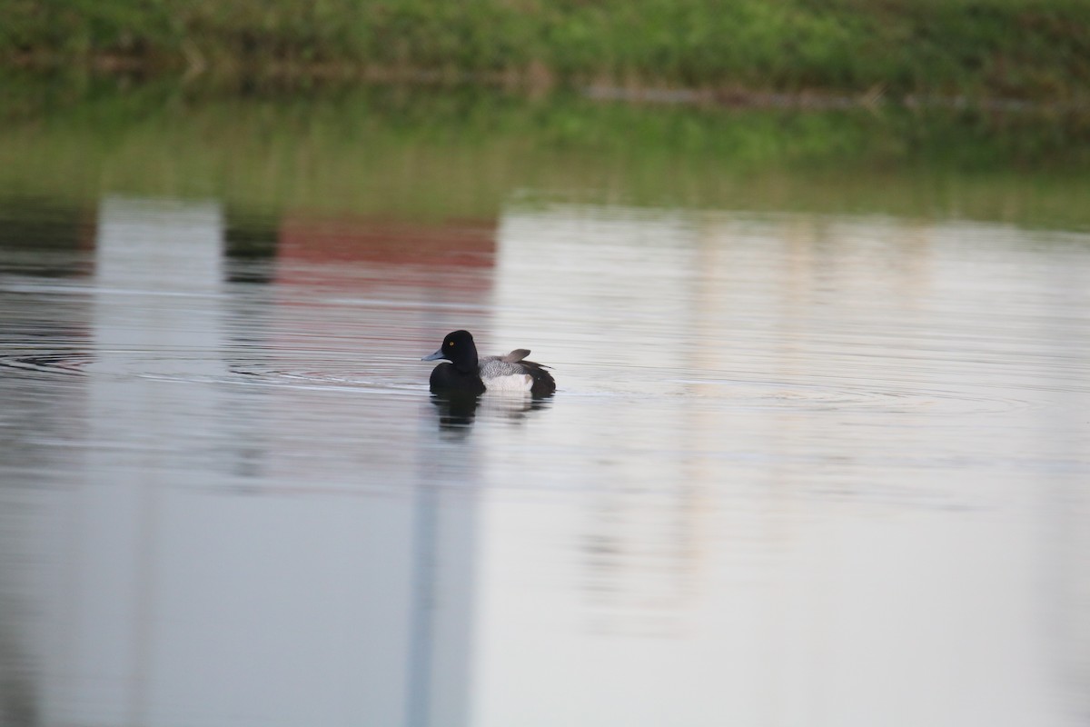 polák vlnkovaný - ML613309569