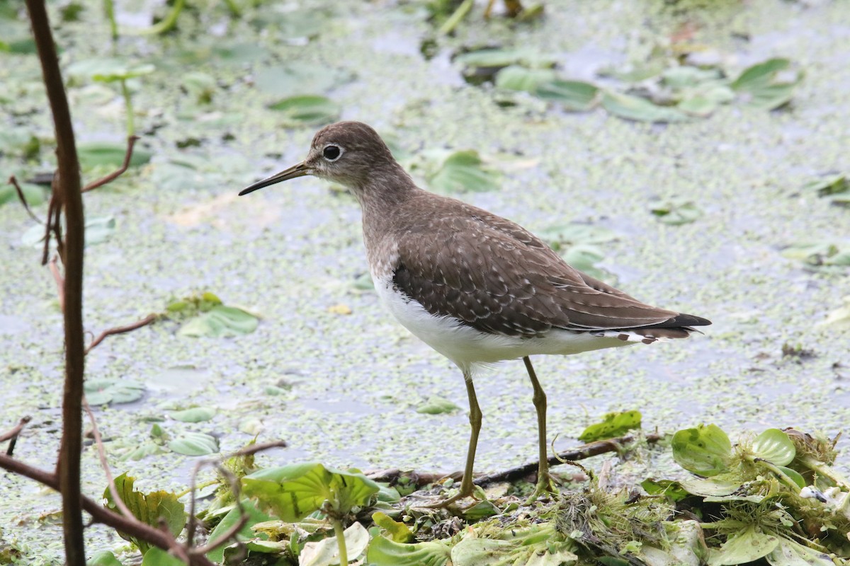 vodouš samotářský - ML613309580