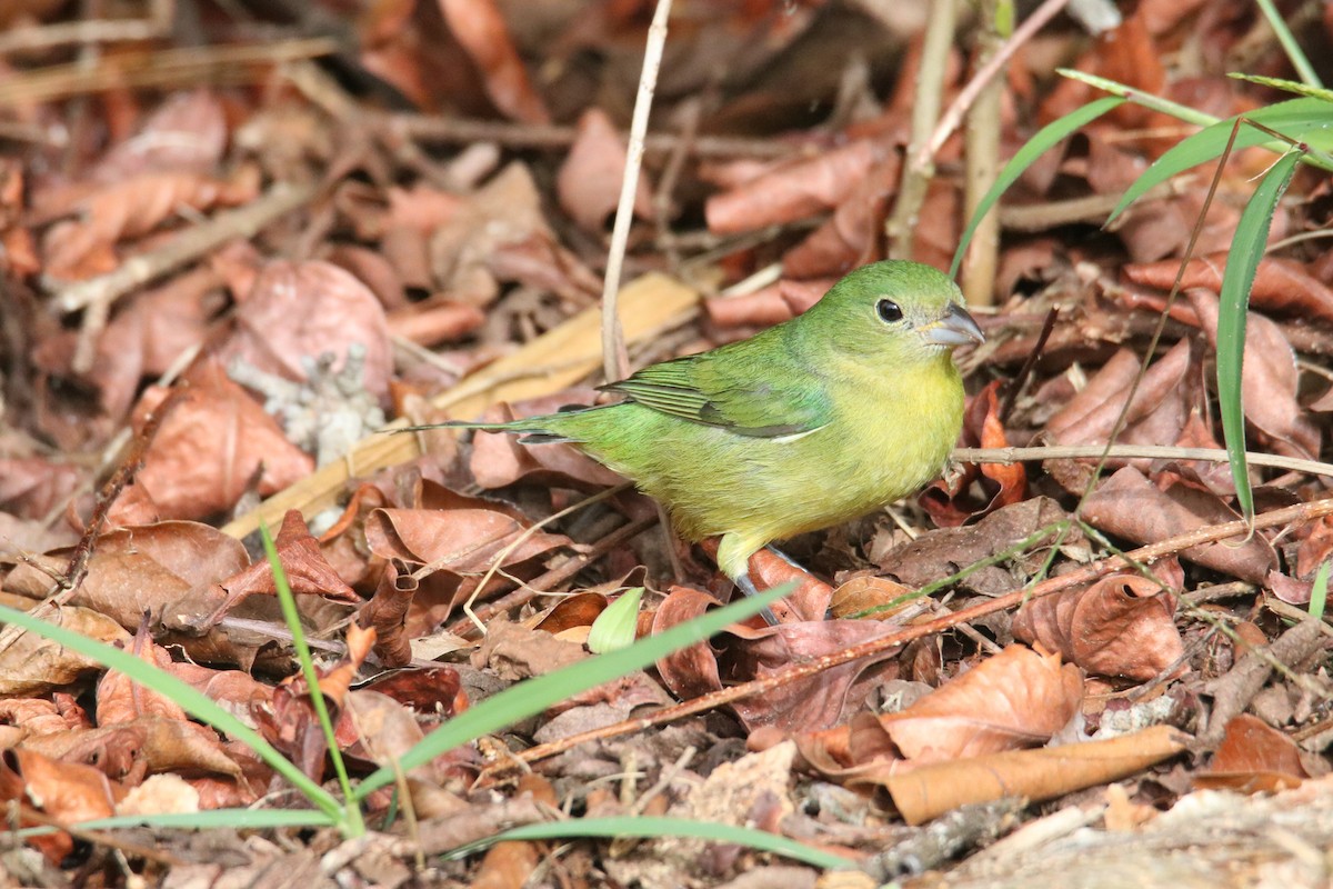 papežík zelenohřbetý - ML613309583