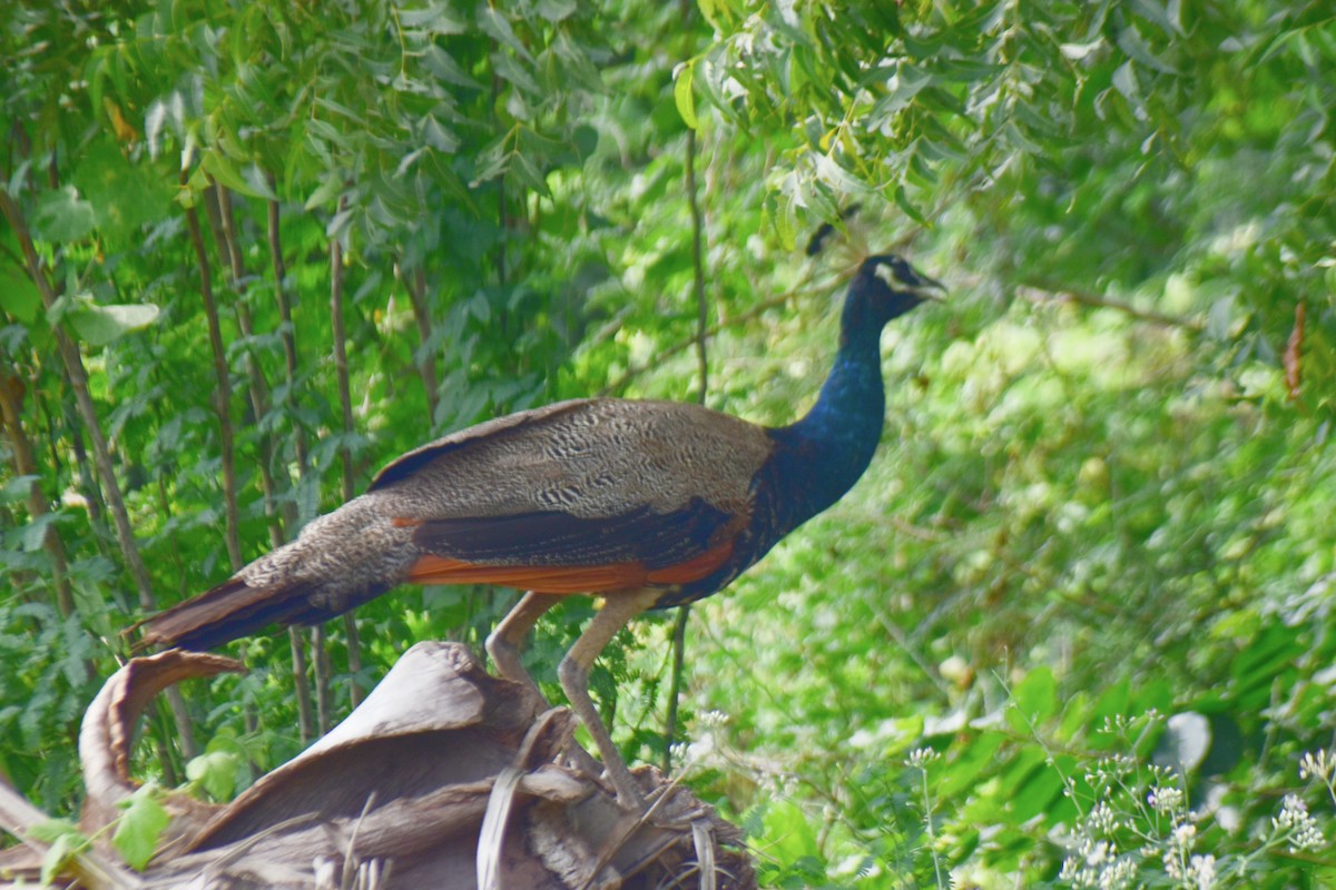 Indian Peafowl - ML613309654