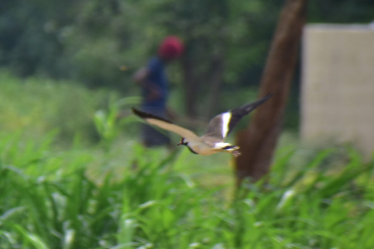 Red-wattled Lapwing - ML613309701