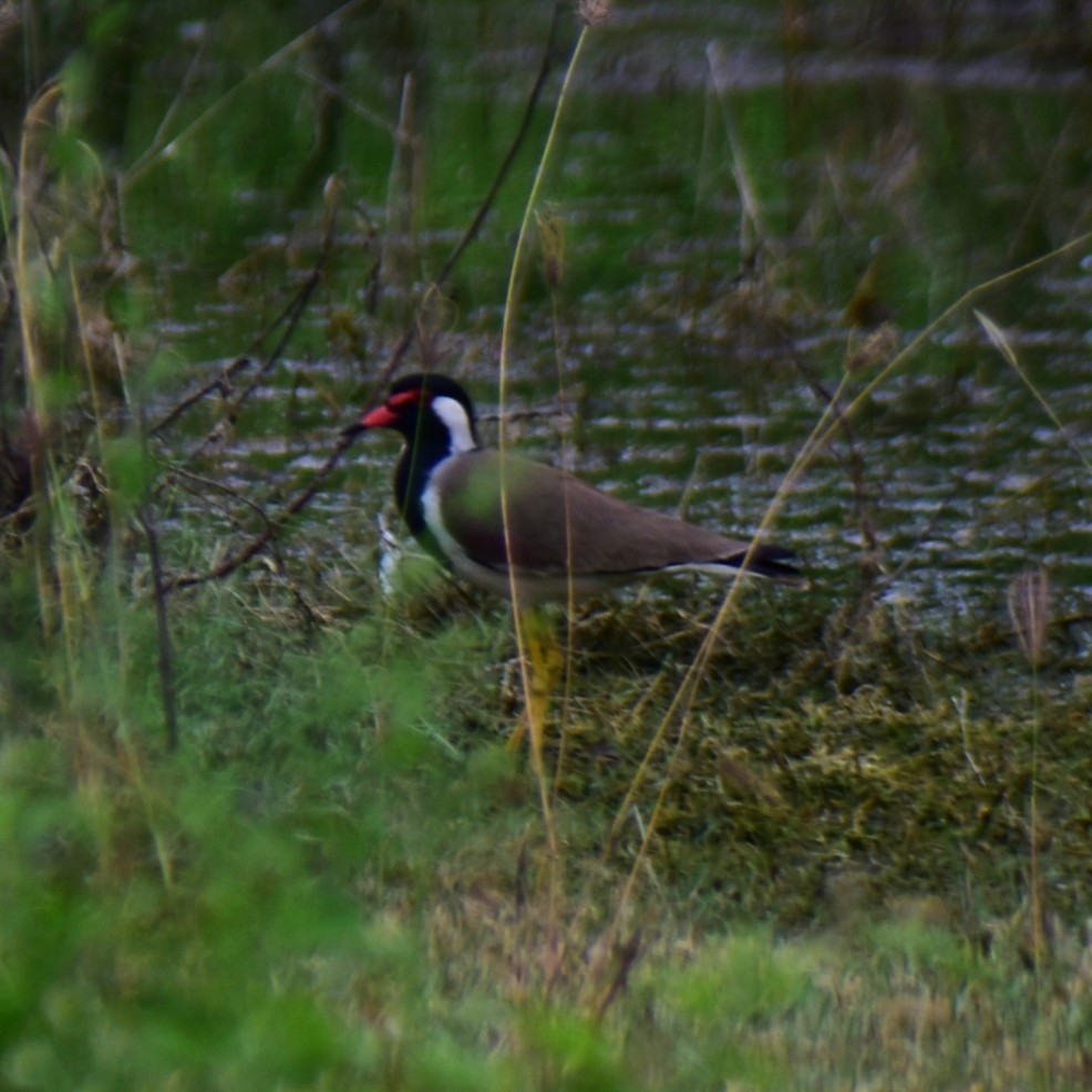 Red-wattled Lapwing - ML613309702