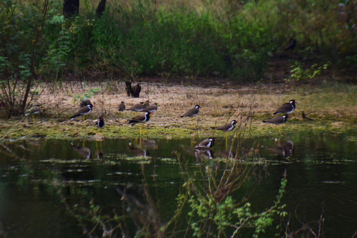 Red-wattled Lapwing - ML613309707