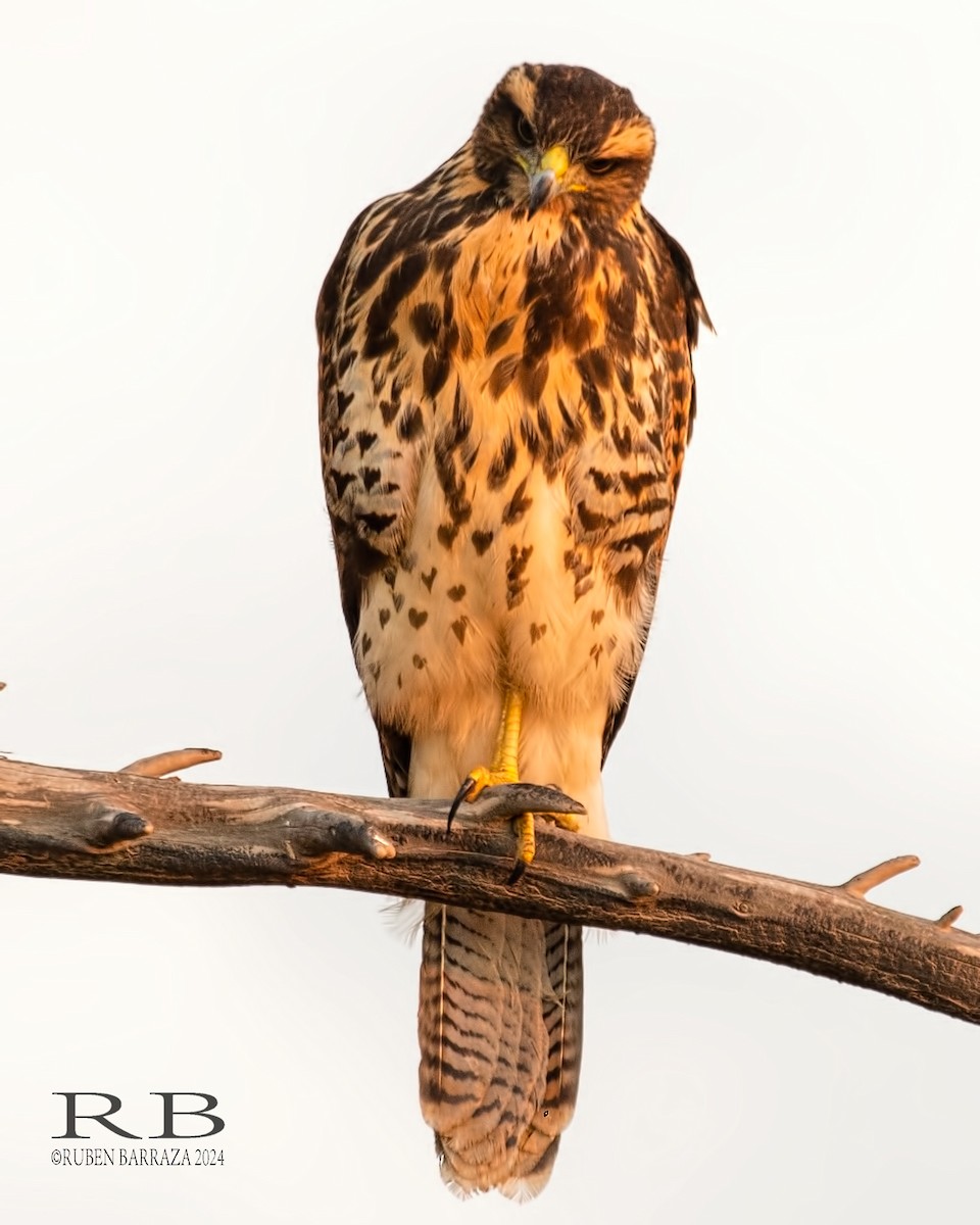 Harris's Hawk - Rubén Barraza