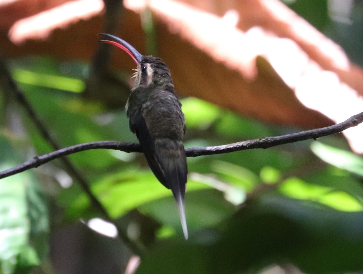 Great-billed Hermit (Margaretta's) - ML613309803