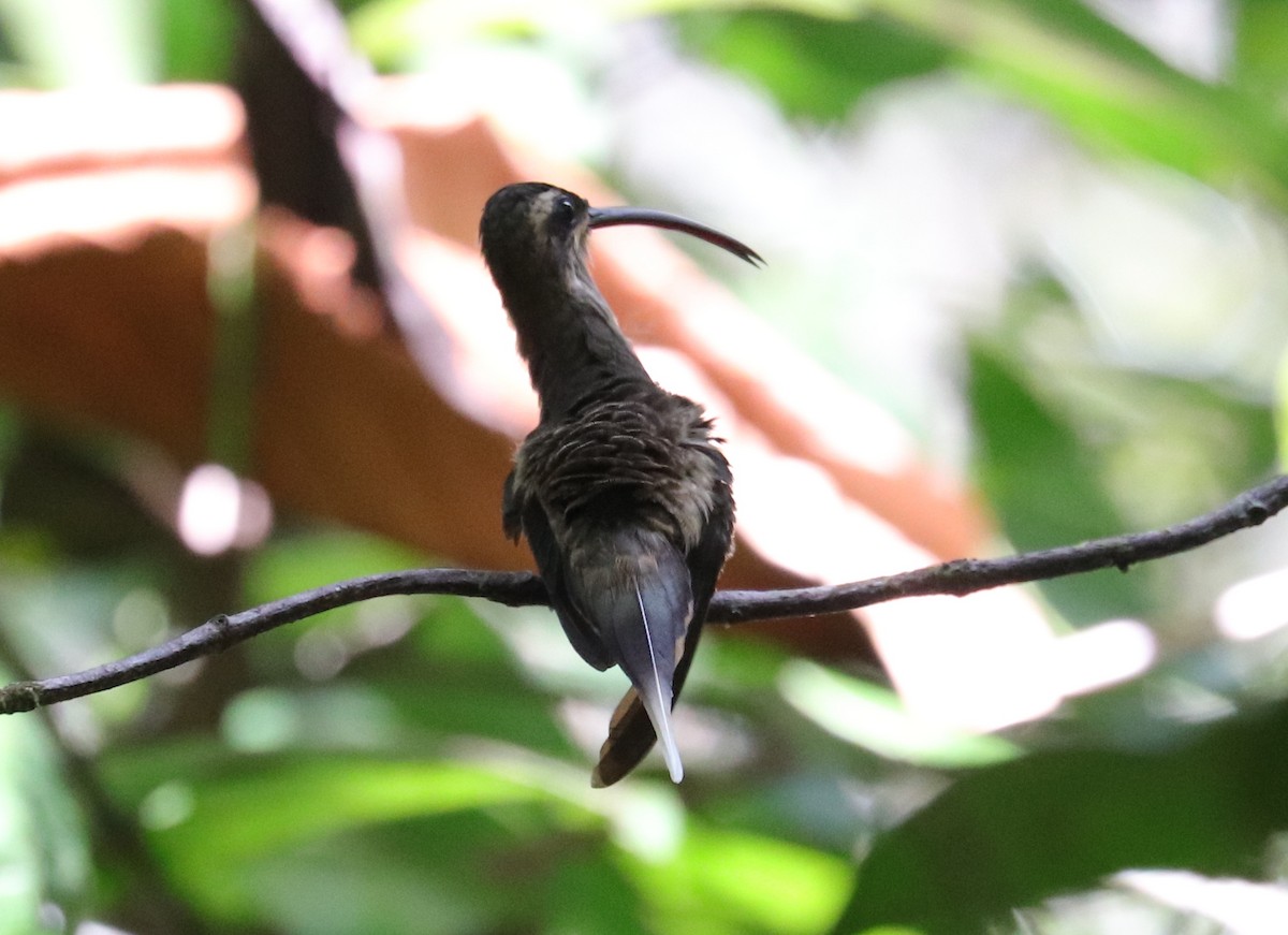 Great-billed Hermit (Margaretta's) - ML613309818